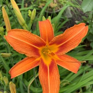 Meet your Posher, Leelanee